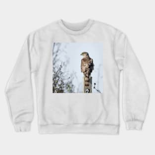 Juvenile Cooper's Hawk - Square Crewneck Sweatshirt